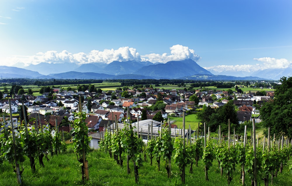 houses near green trees and mountain under blue sky during daytime