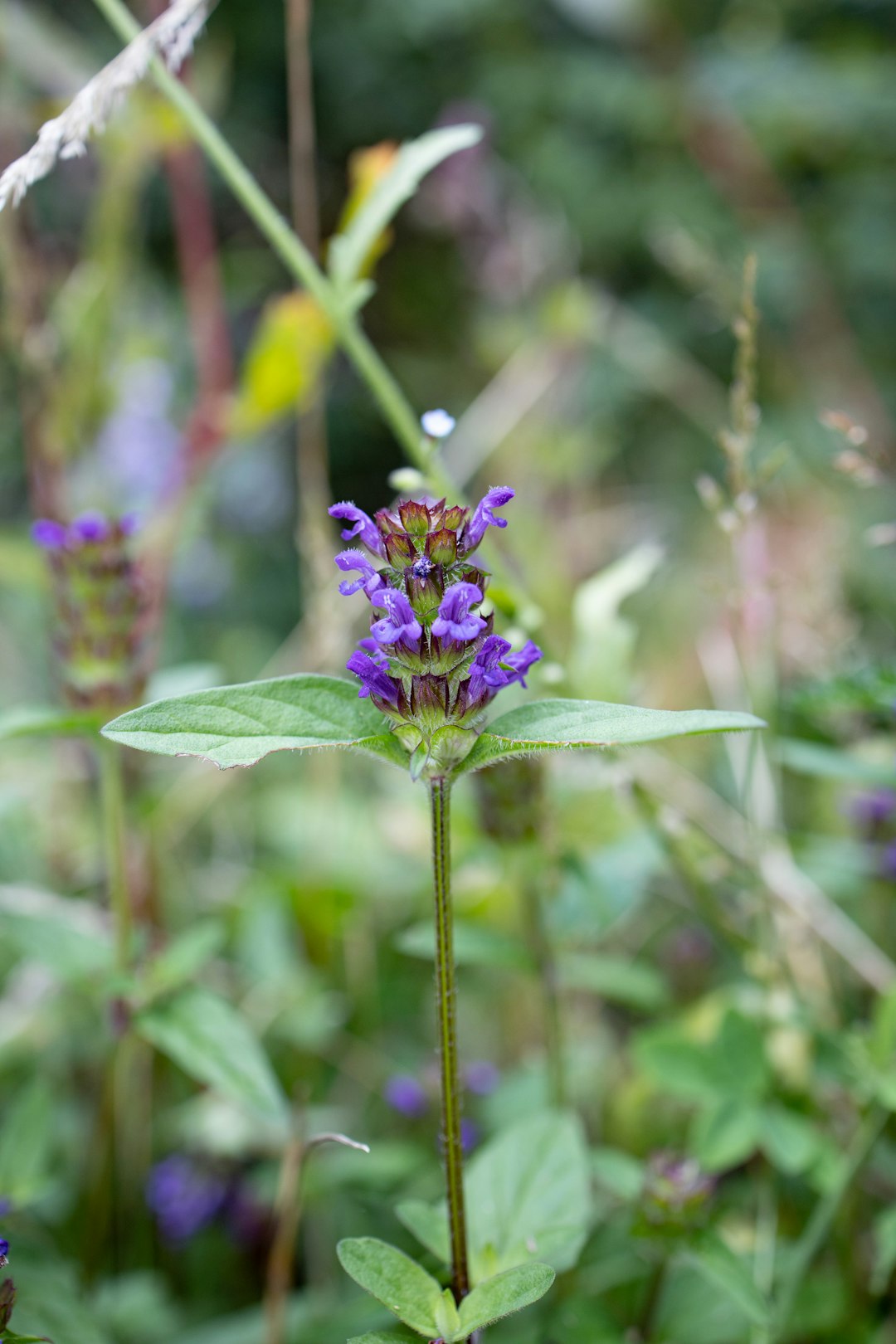 purple flower in tilt shift lens