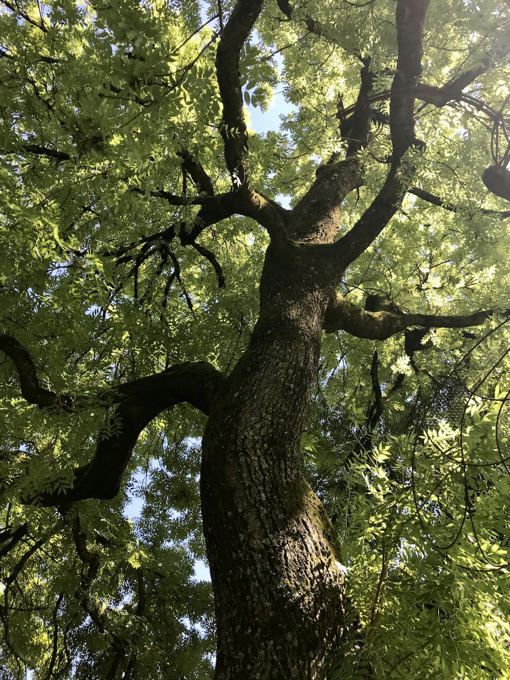 a large tree with lots of green leaves