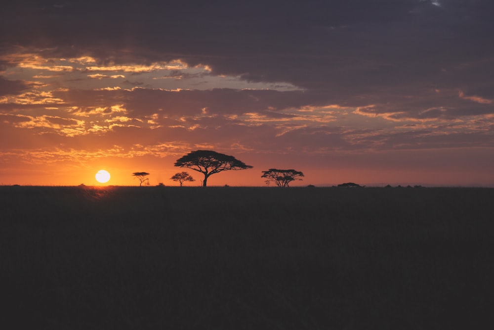 silhouette d’arbres au coucher du soleil