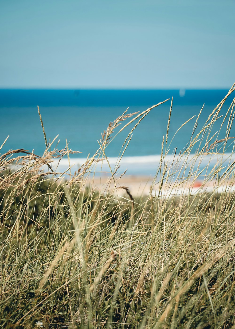 brown grass near blue sea during daytime