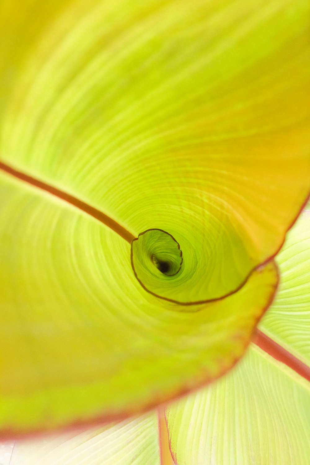 yellow and green flower in macro photography