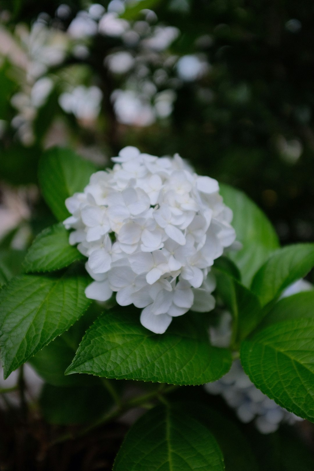 white flower in tilt shift lens