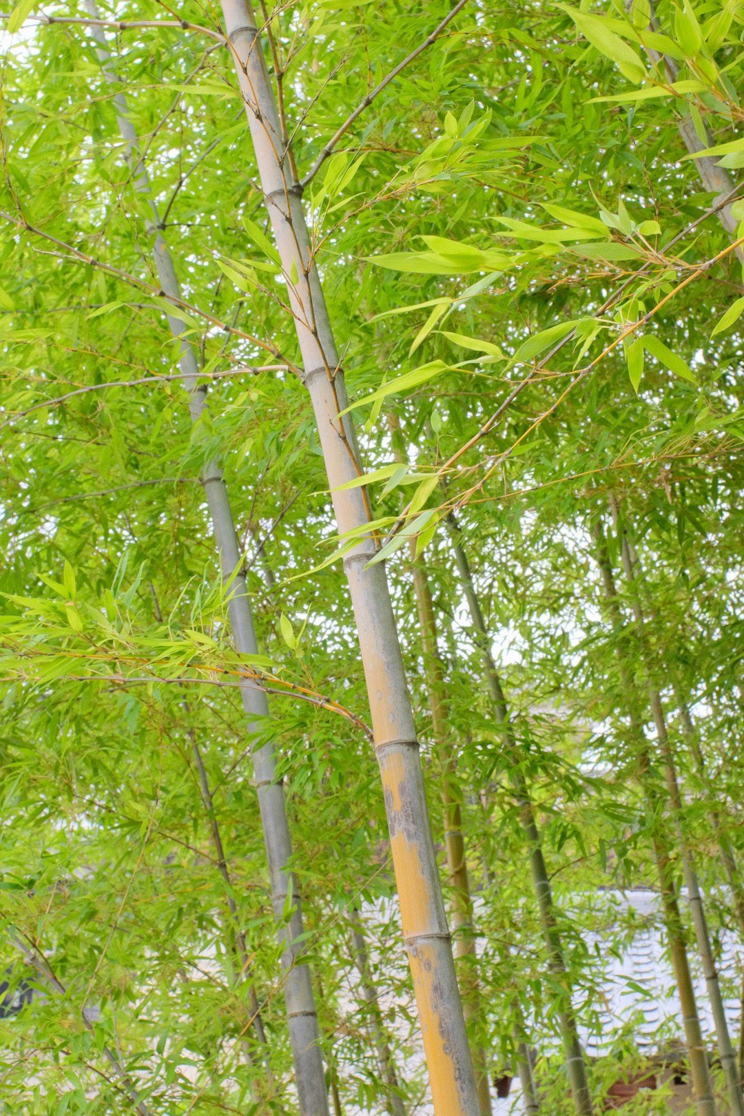 green leaf tree during daytime