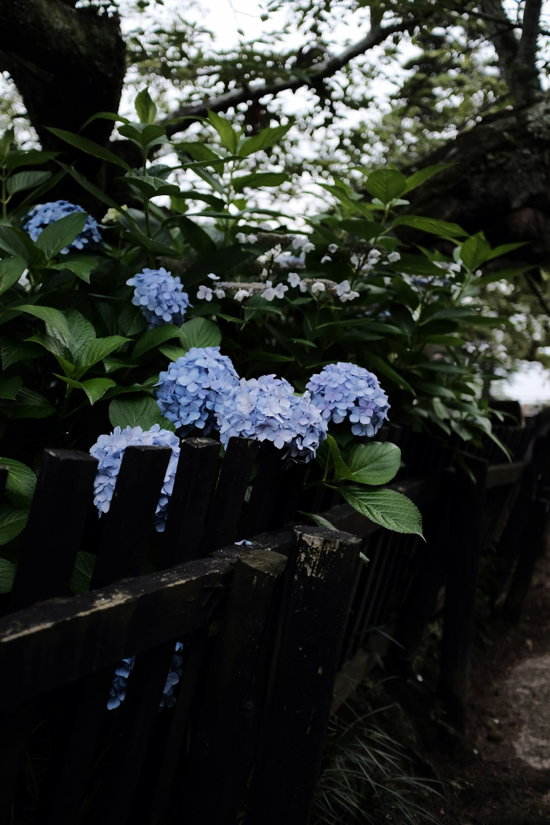 purple flowers on brown wooden fence