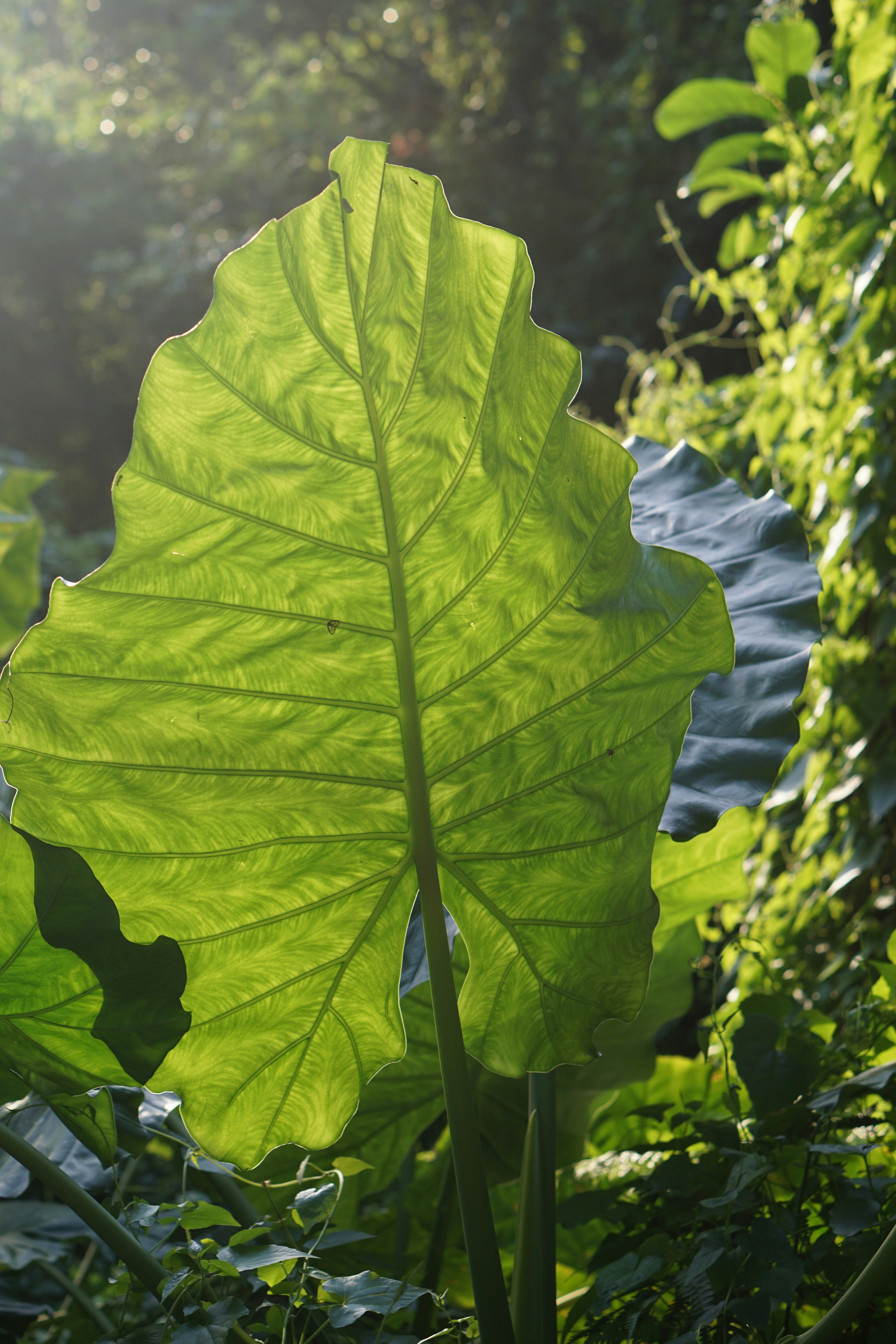 Photo by rippleqian2020