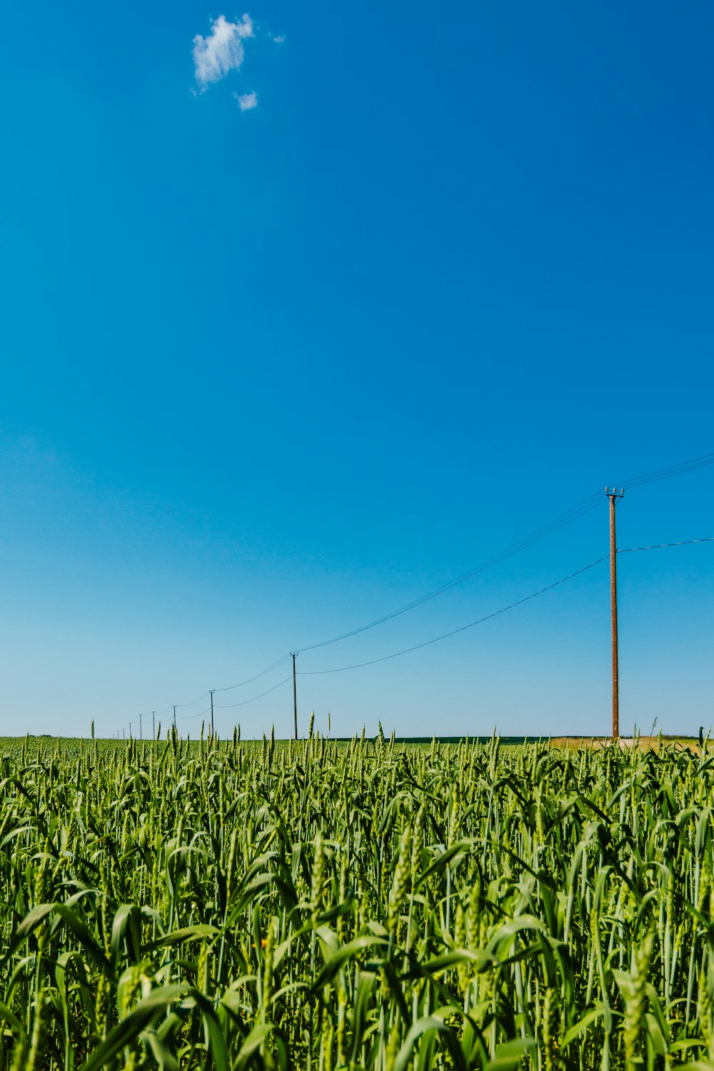 green plants near electric posts under blue sky during daytime