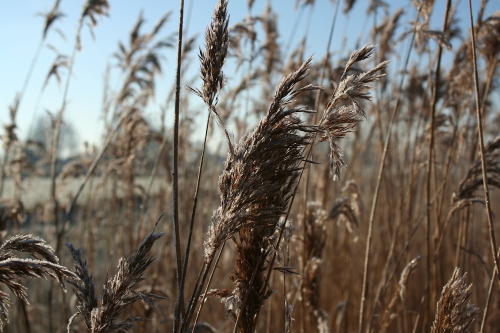 brown wheat field during daytime