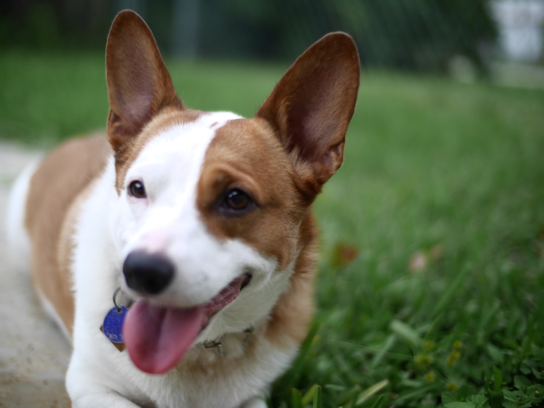 注意！惡犬有哪些？養犬須知！