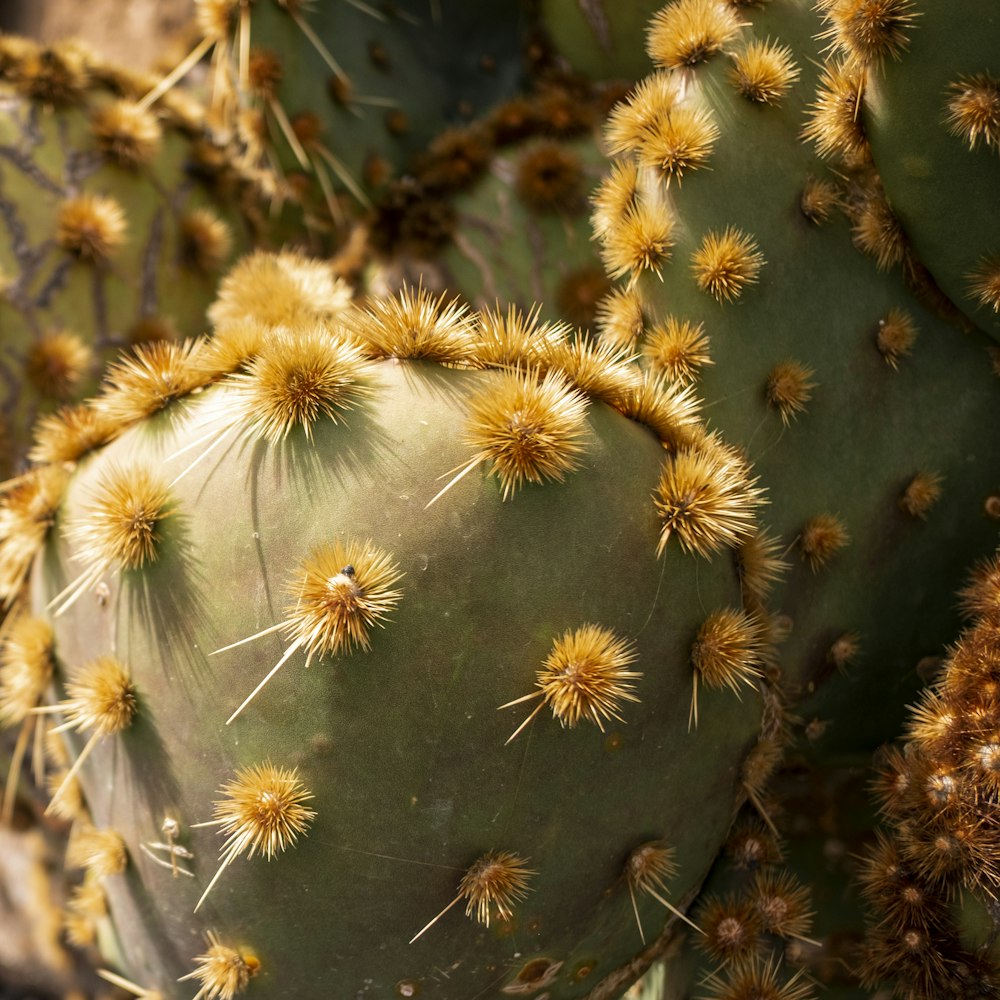 plante de cactus vert en photographie en gros plan