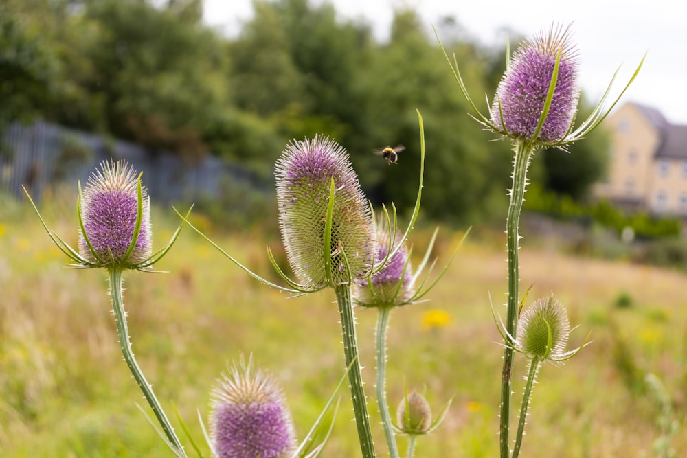 purple flower in tilt shift lens