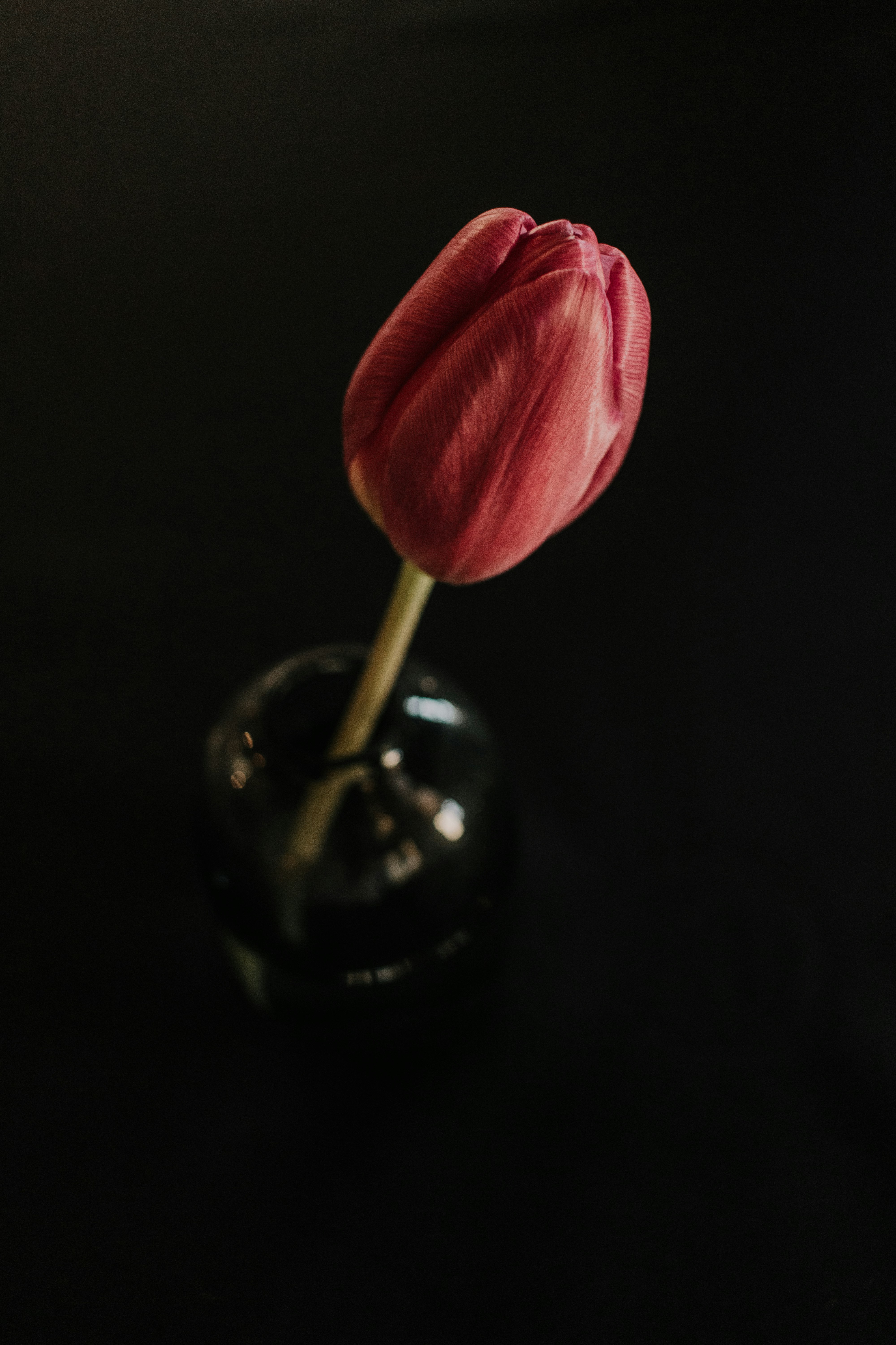 pink rose on black surface