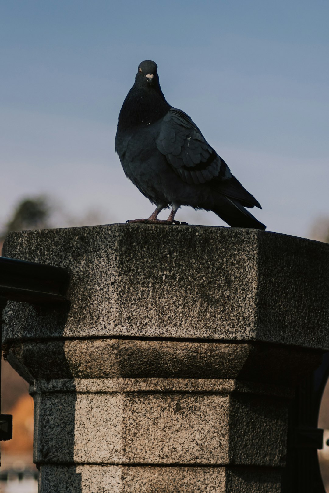 black bird on brown concrete post during daytime
