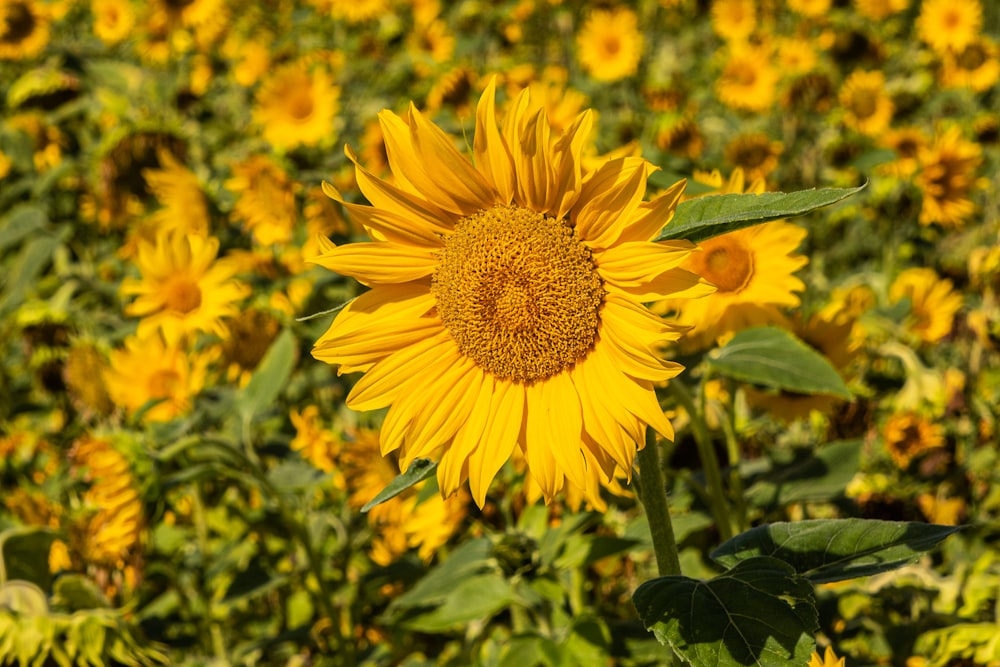 yellow sunflower in close up photography