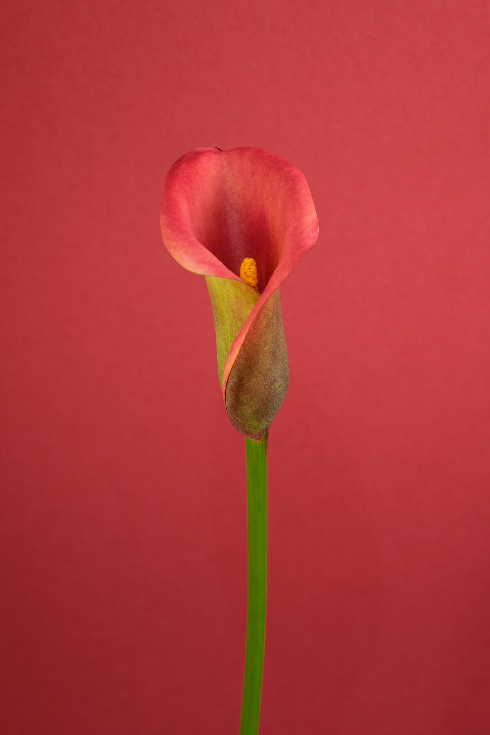 Rosa Tulpe in Nahaufnahmen