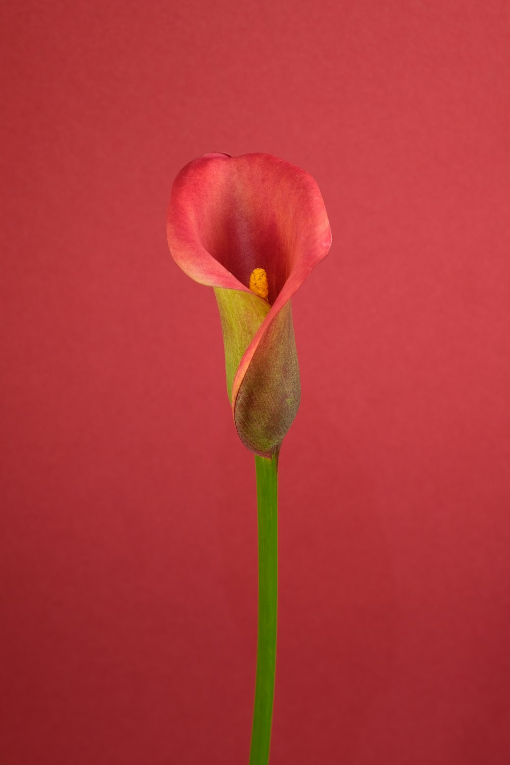 tulipe rose en gros plan