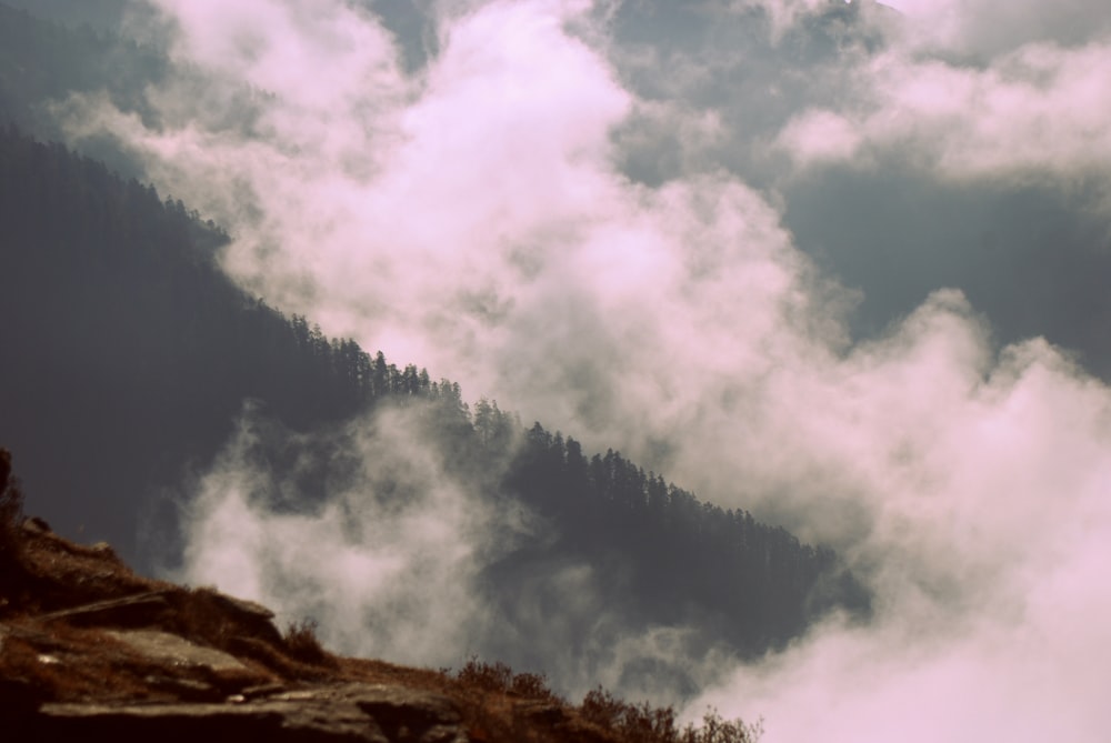 árboles verdes bajo nubes blancas