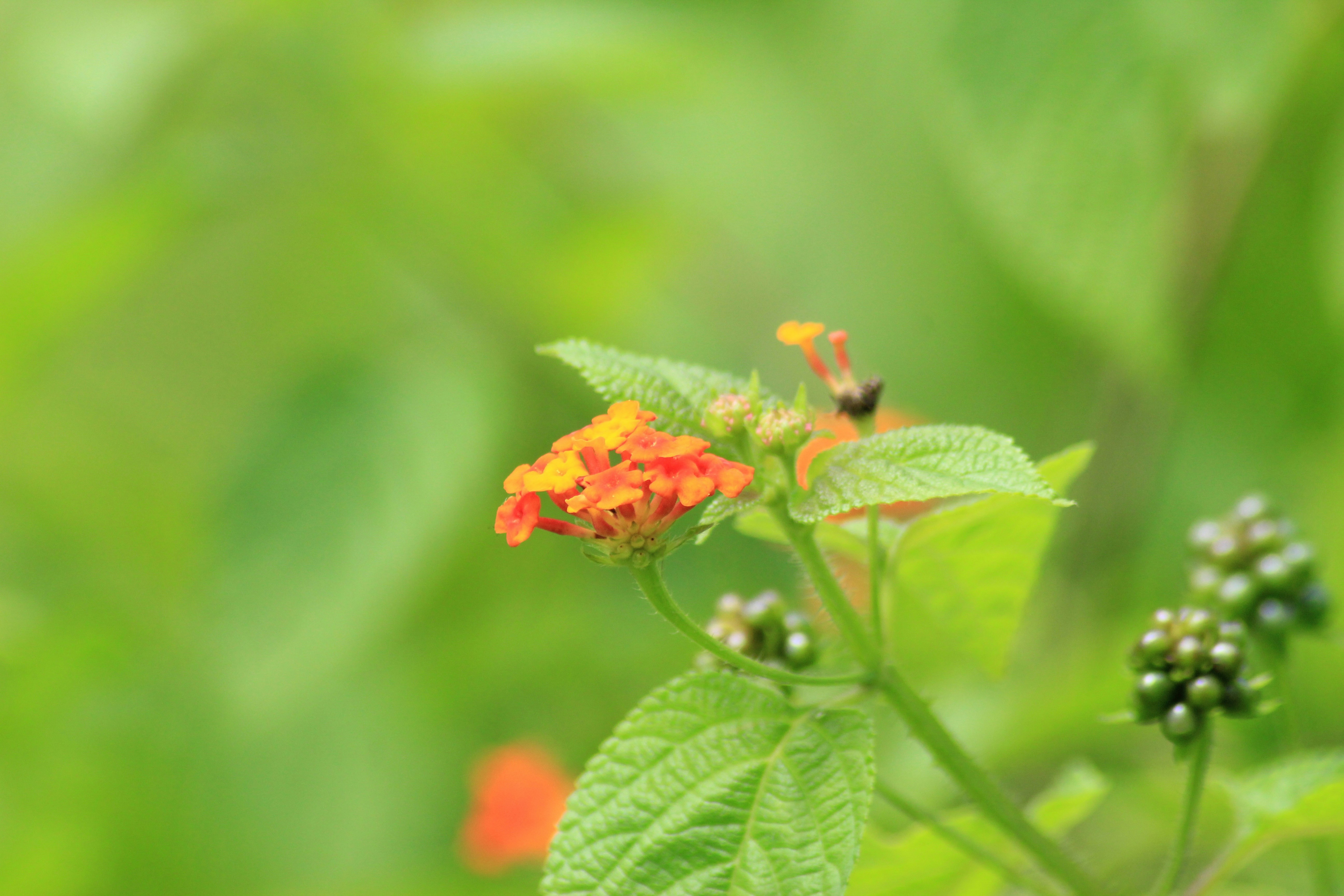 Photo by sholystanly