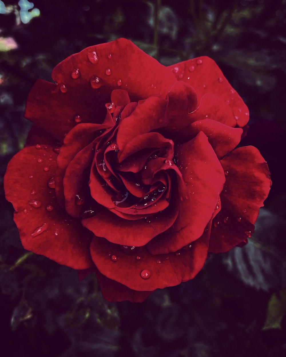 rosa roja en flor con gotas de rocío