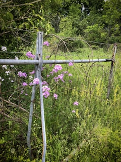 A vibrant image of a fence adorned with climbing plants.