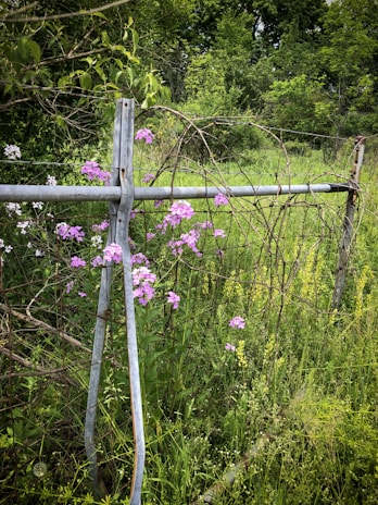 A vibrant image of a fence adorned with climbing plants.