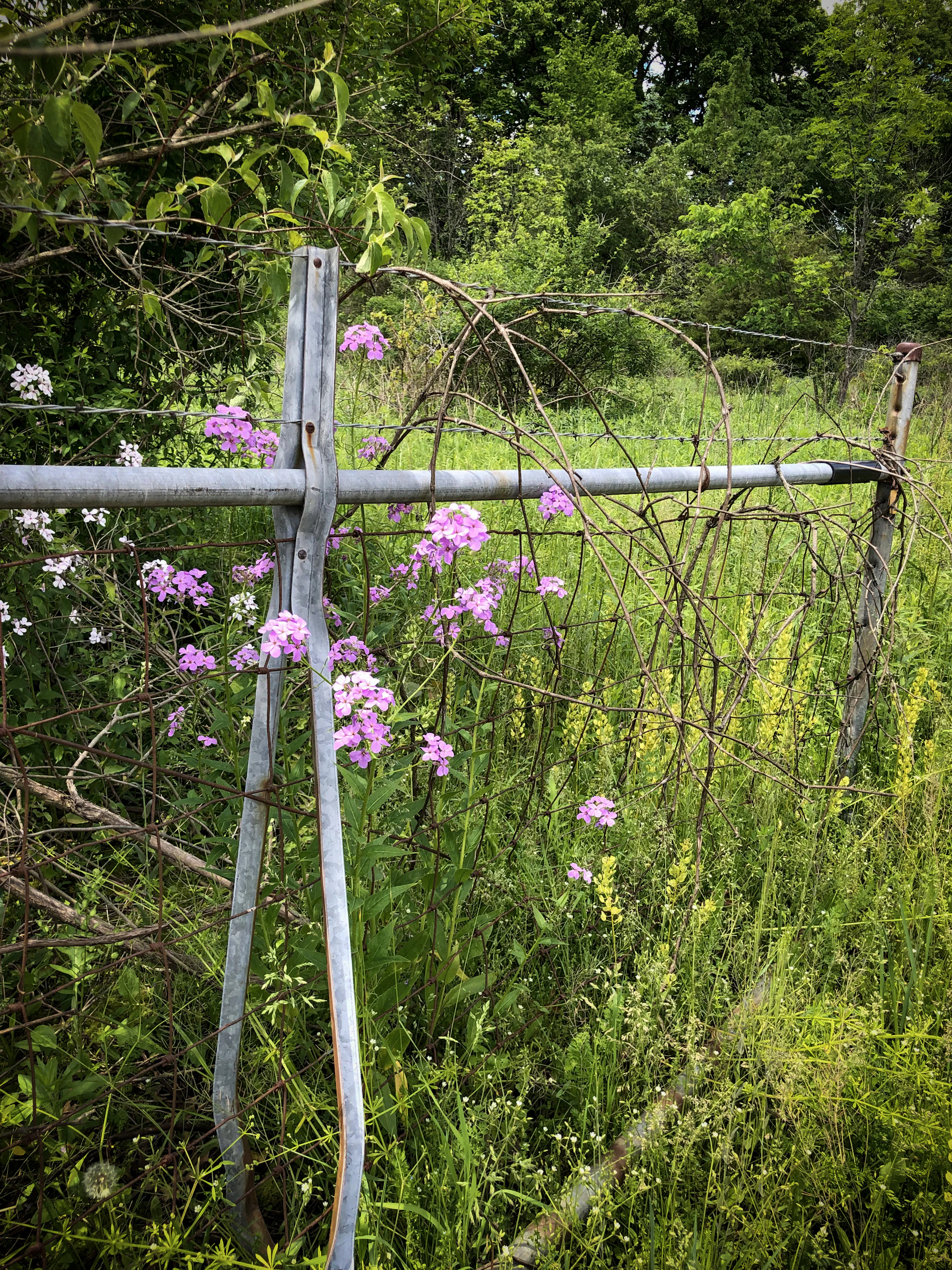 A vibrant backyard showcasing a mix of native plants and a sturdy, stylish metal fence blending seamlessly.
