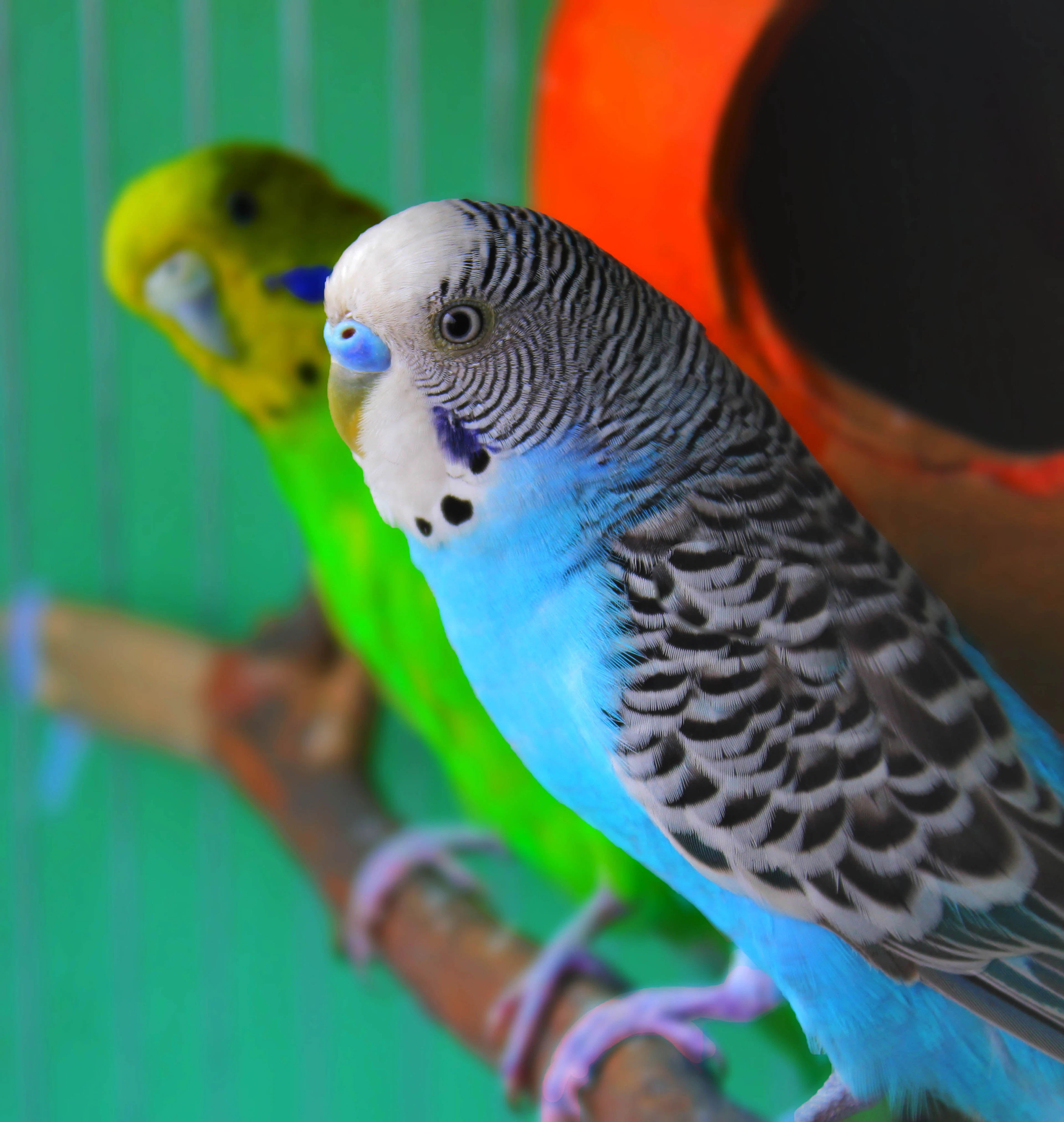 Blue and white budgerigar seen from the front