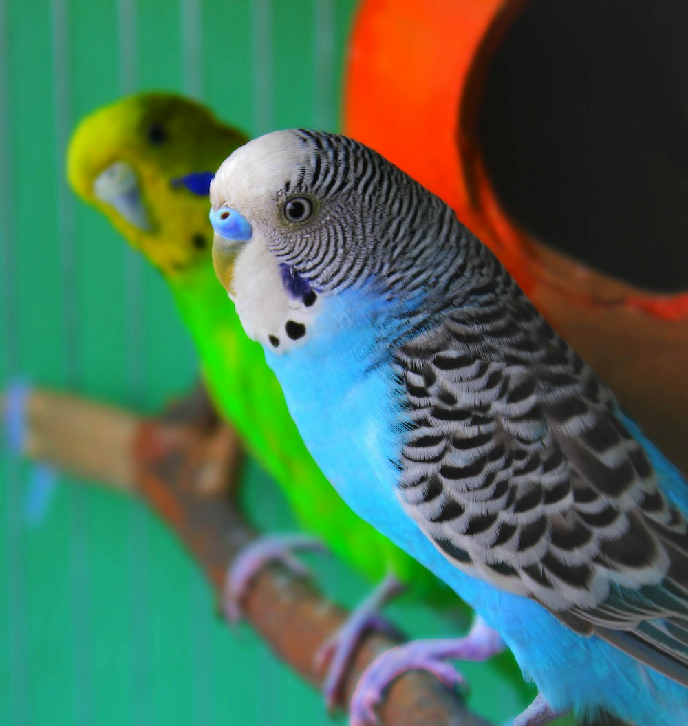 oiseau blanc, jaune et bleu