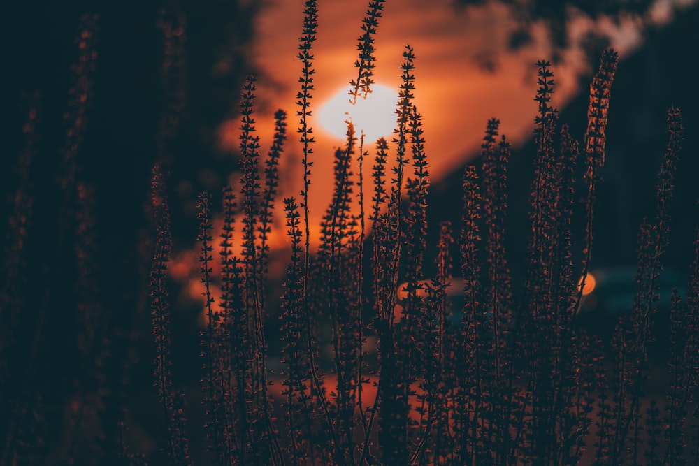 silhouette of plants during sunset