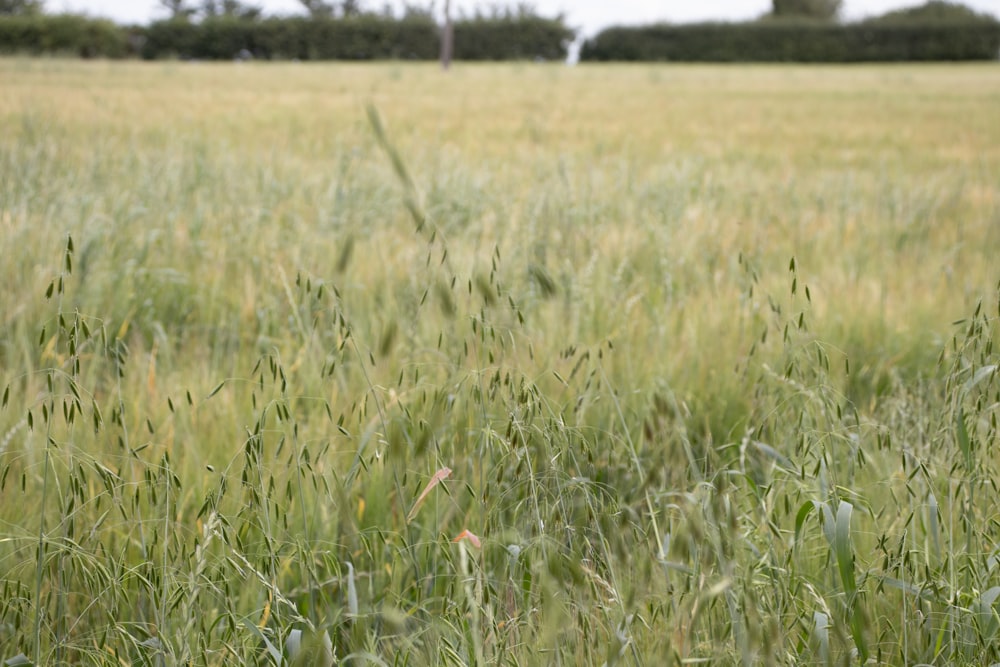 green grass field during daytime