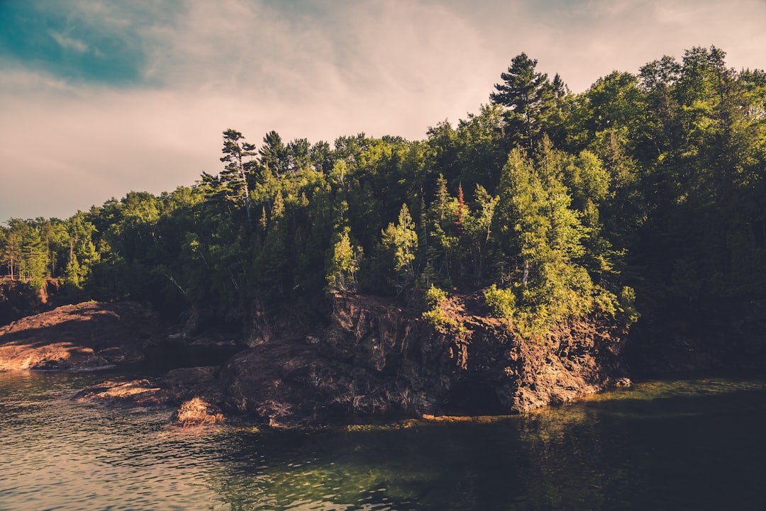 green trees beside body of water during daytime