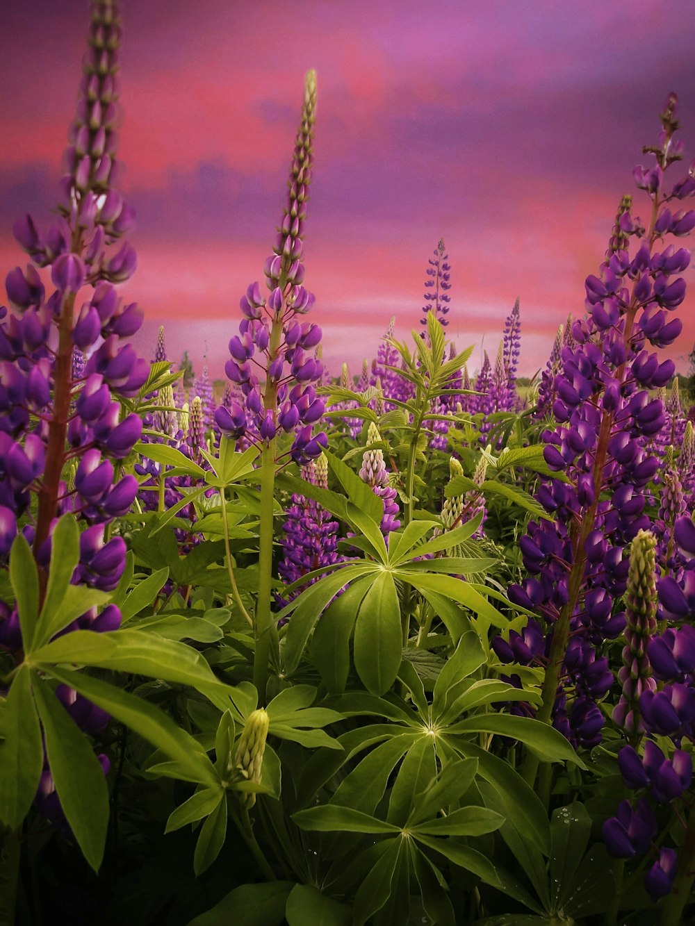 purple flowers with green leaves under blue sky during daytime