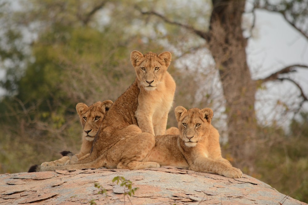 brown lioness on brown rock during daytime