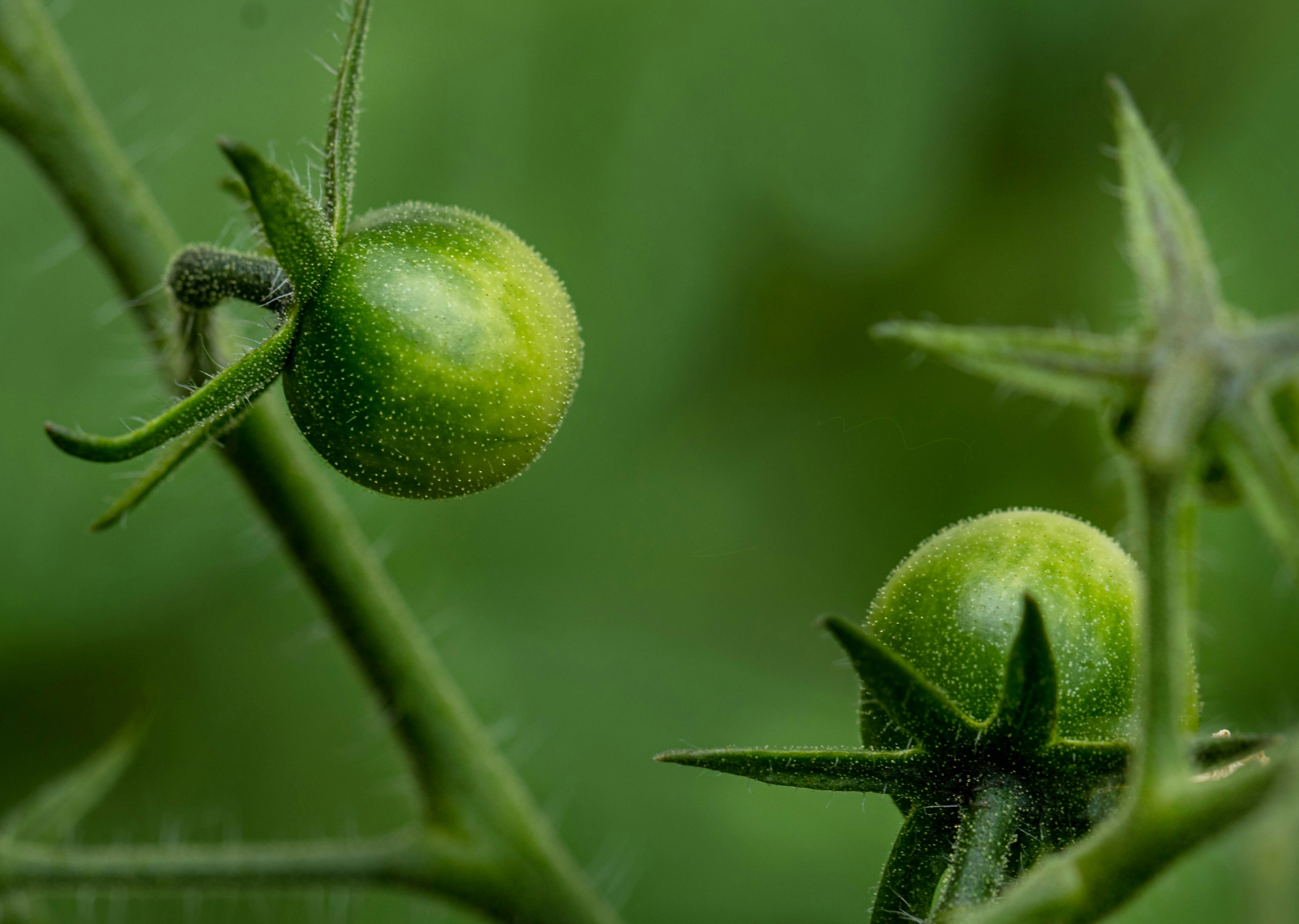 Soon I will be ripe and red