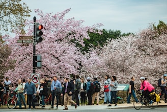 A vibrant street scene in Tokyo during cherry blossom season with locals and tourists enjoying the view.