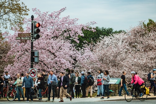 A vibrant street scene in Tokyo during cherry blossom season with locals and tourists enjoying the view.