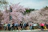 A joyful visitor enjoying cherry blossoms in a bustling Tokyo street.