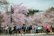 A joyful visitor enjoying cherry blossoms in a bustling Tokyo street.