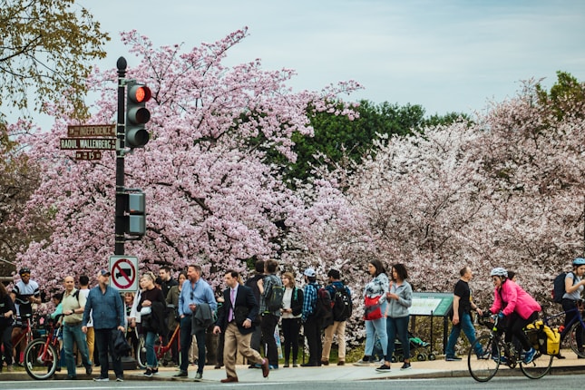 A bustling street scene features a group of people gathered near a sidewalk, with cherry blossom trees in full bloom providing a vibrant backdrop. Some individuals are walking, others are biking, and a few are stopped, admiring the scenery. Traffic signs and a traffic light are visible, enhancing the urban setting.