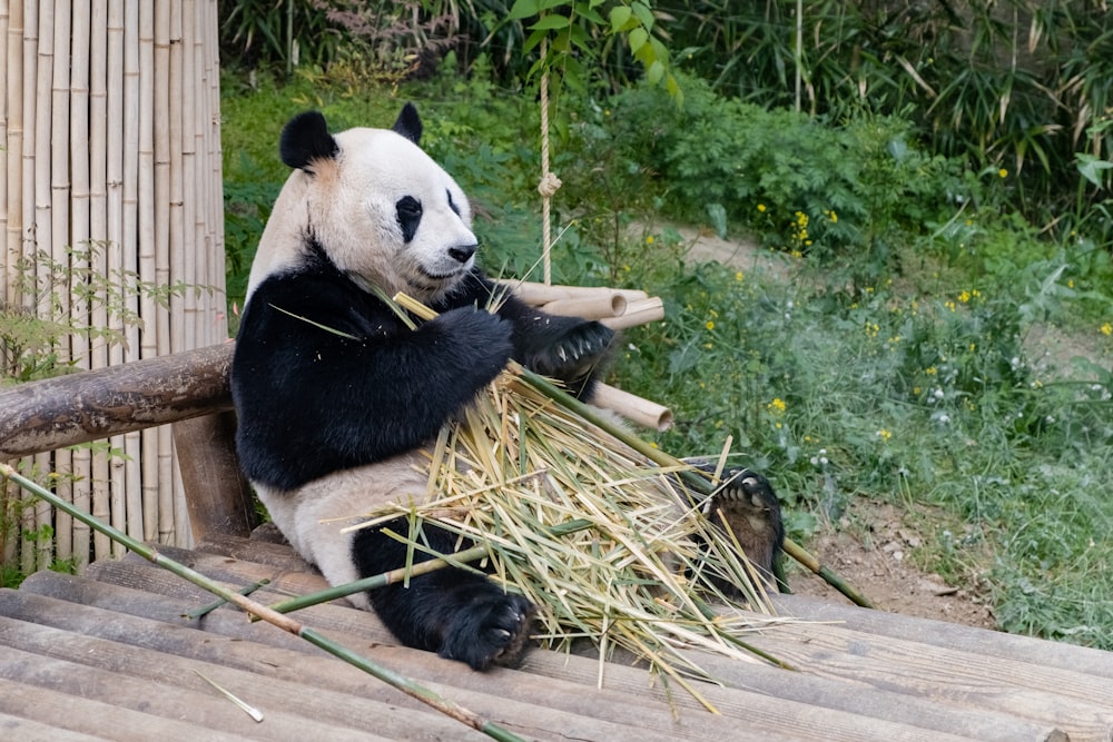 panda eating bamboo stick during daytime