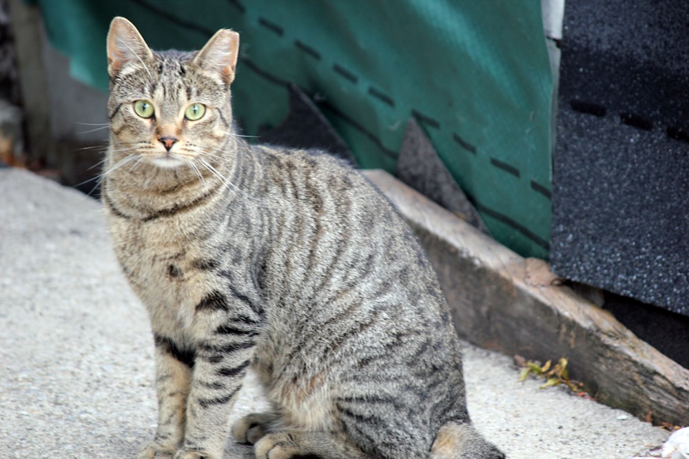 brown tabby cat on gray concrete stairs