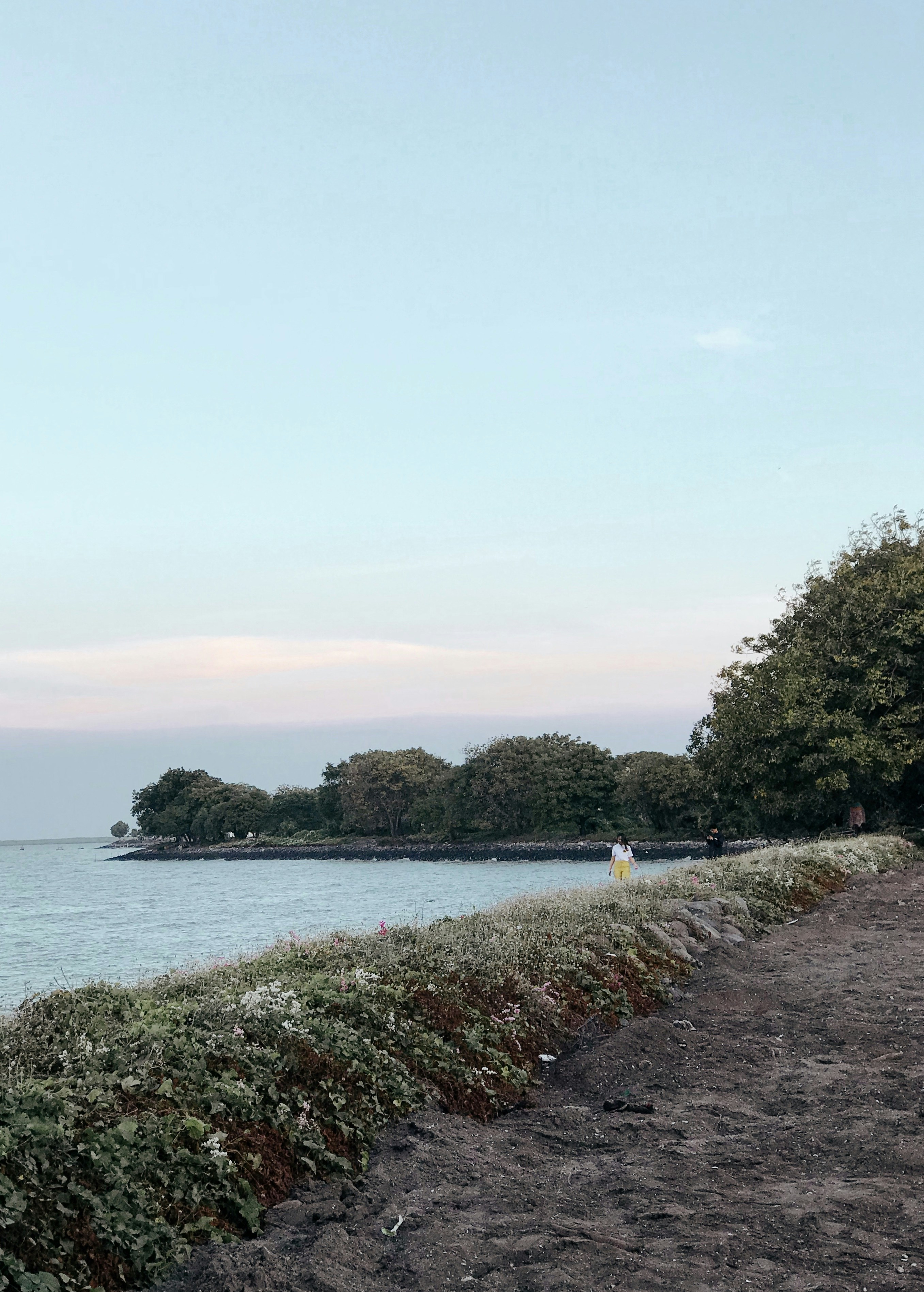 green trees near body of water during daytime