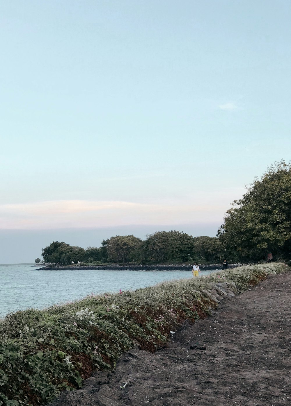 green trees near body of water during daytime