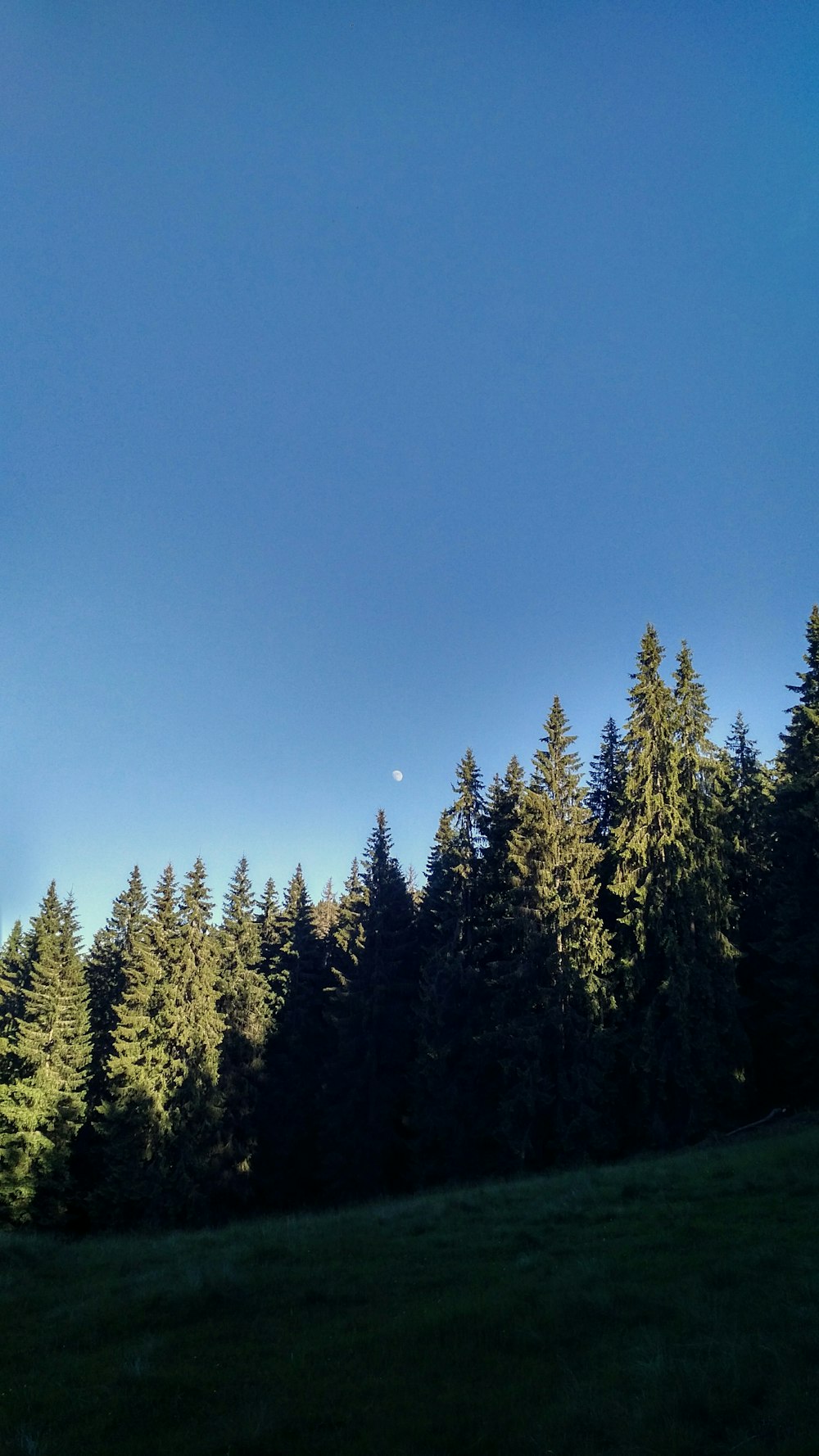 green pine trees under blue sky during daytime