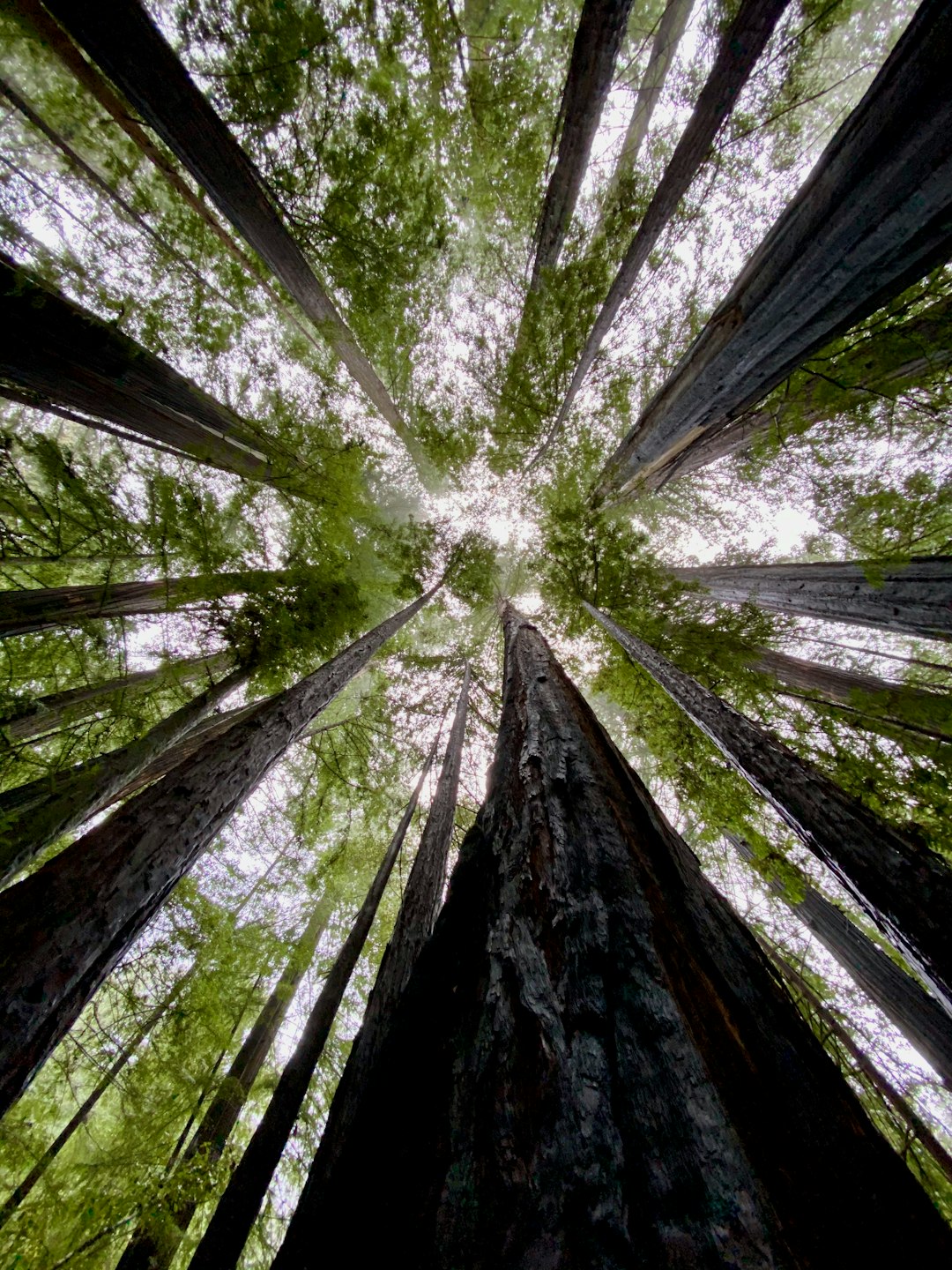 Redwoods at Big Basin Redwoods State Park