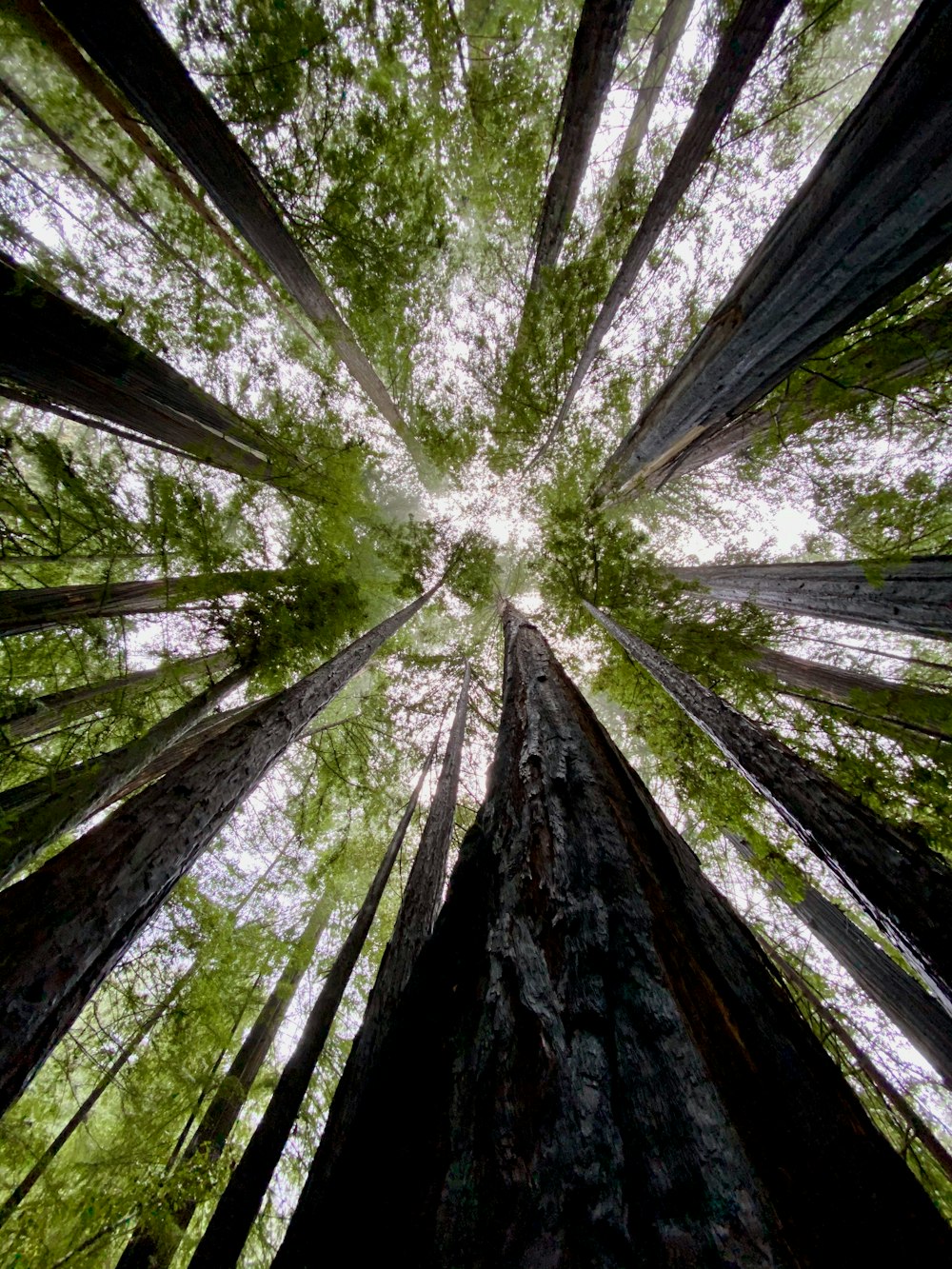 Fotografía de ángulo bajo de árboles verdes