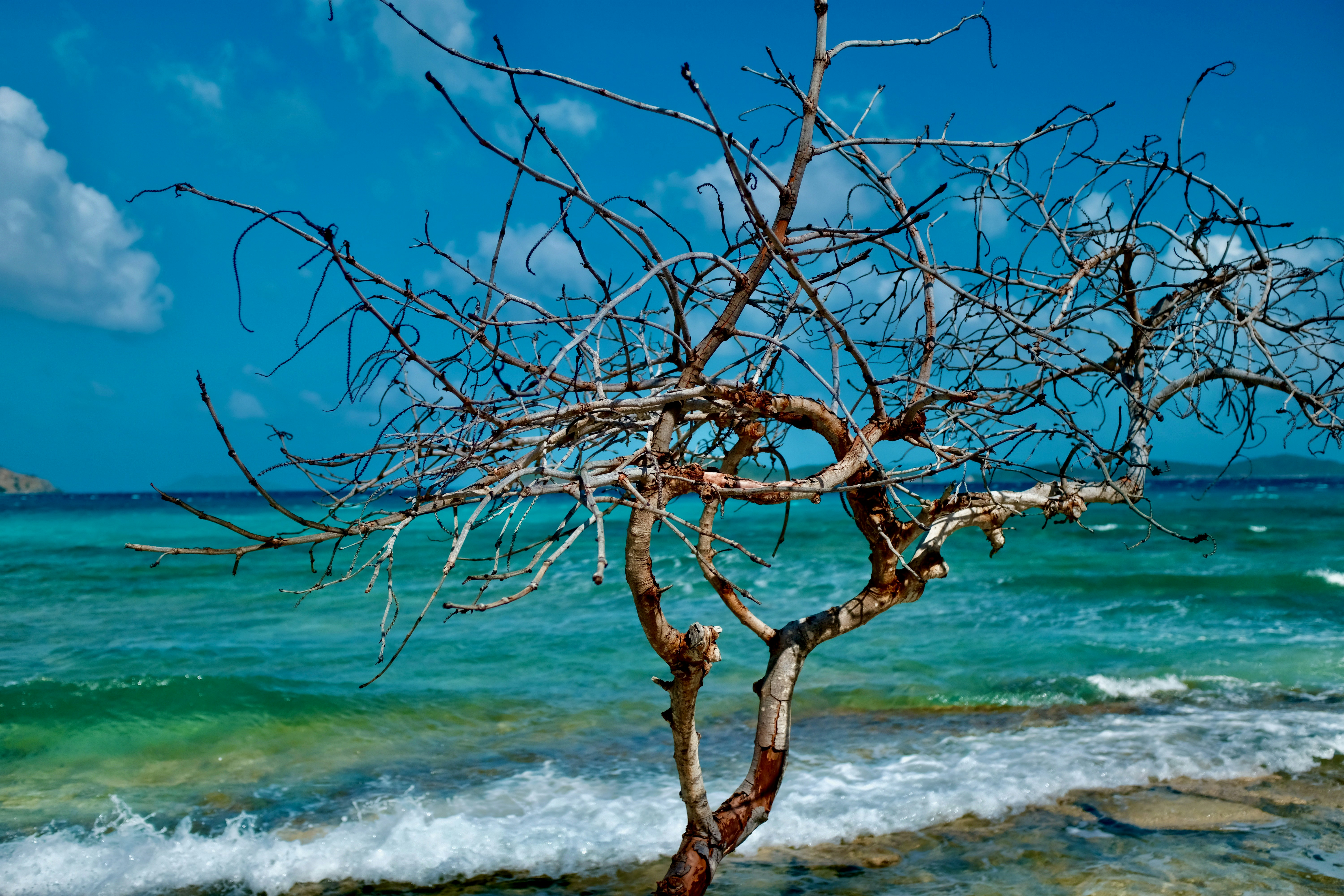 brown tree branch near sea waves during daytime
