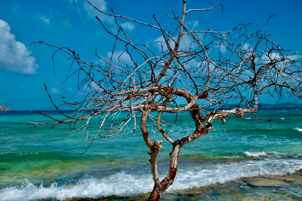 brown tree branch near sea waves during daytime