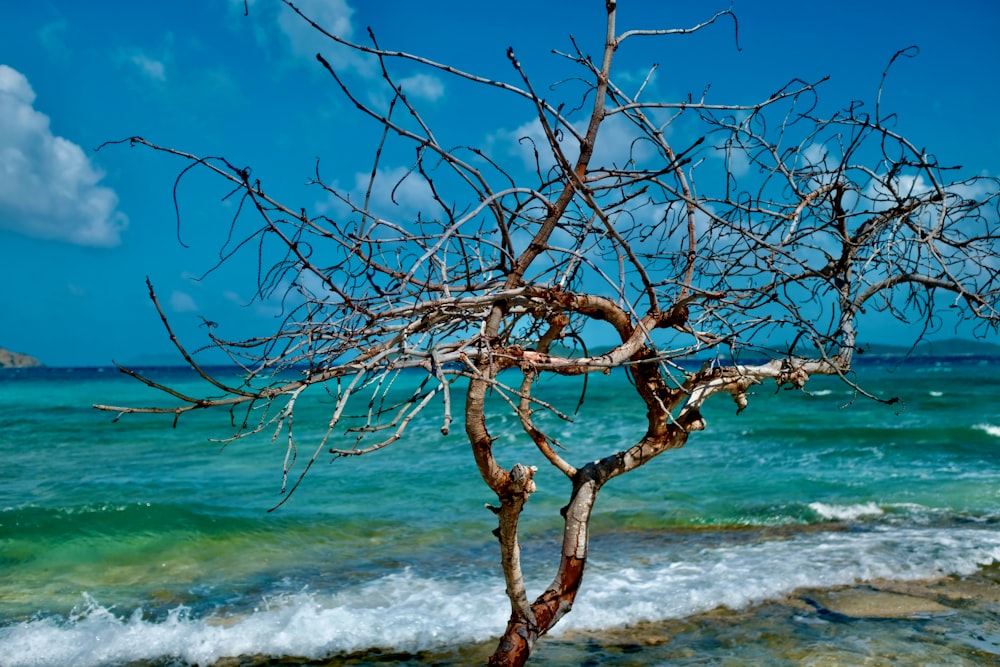 branche d’arbre brune près des vagues de la mer pendant la journée