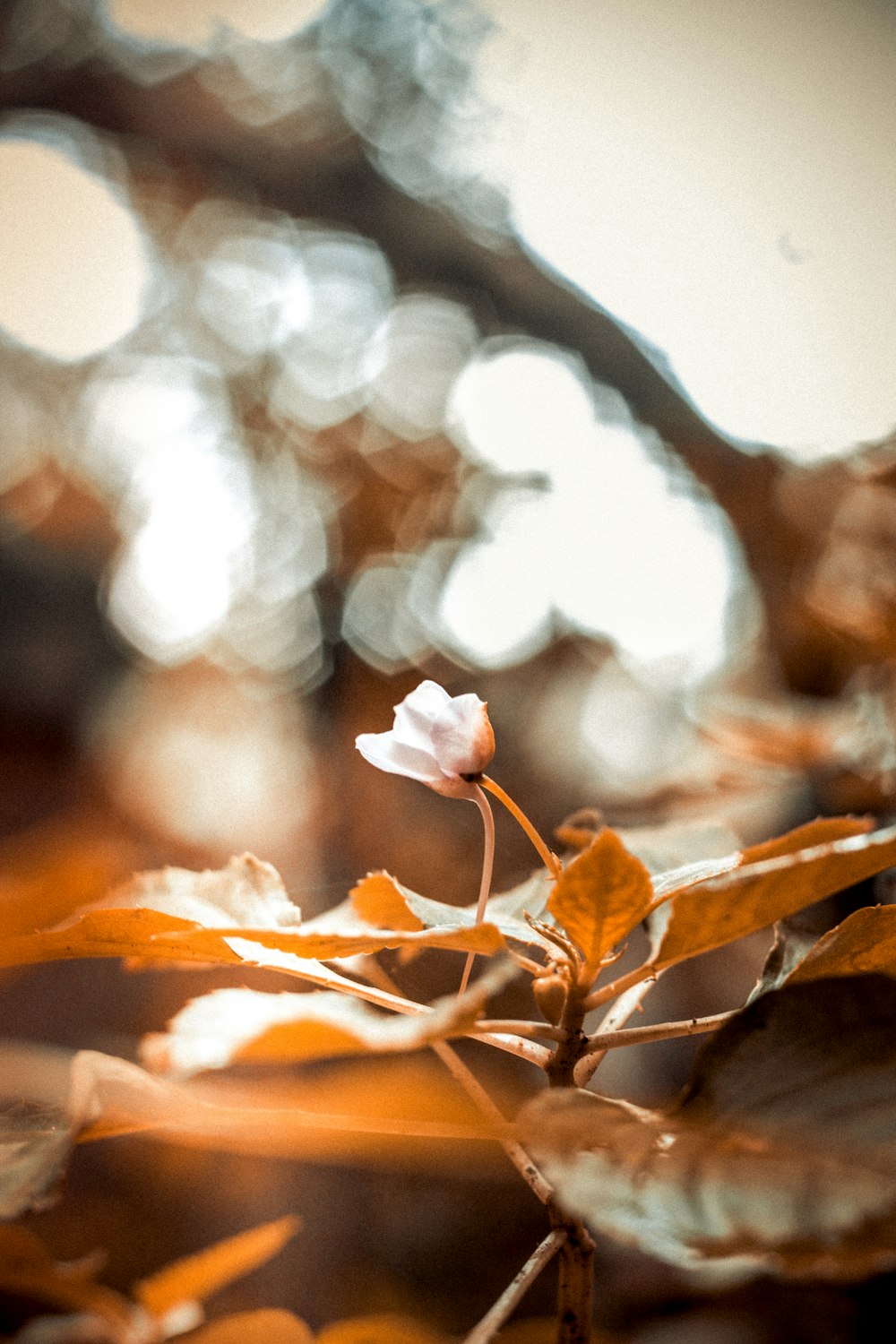 white flower on brown leaves